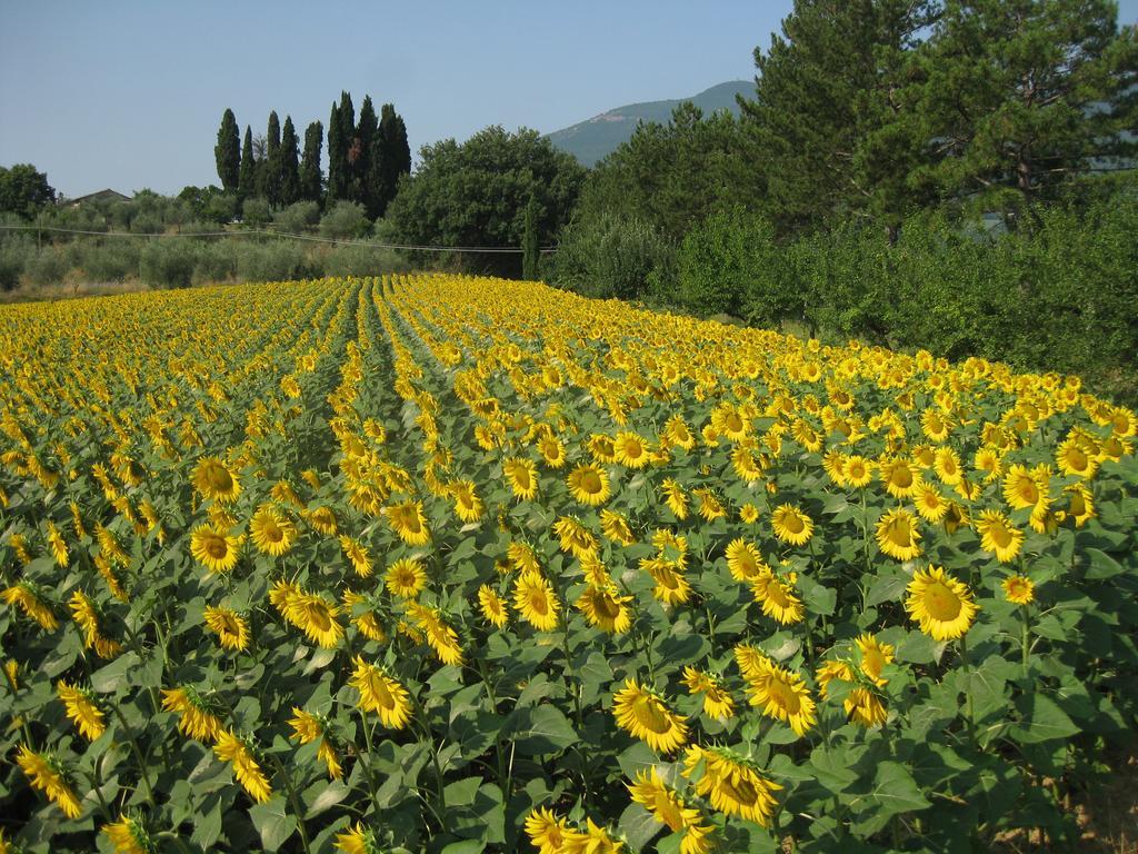 Agriturismo Il Caio Cetona Exterior foto